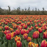Flowering tulip fields in Zeeland